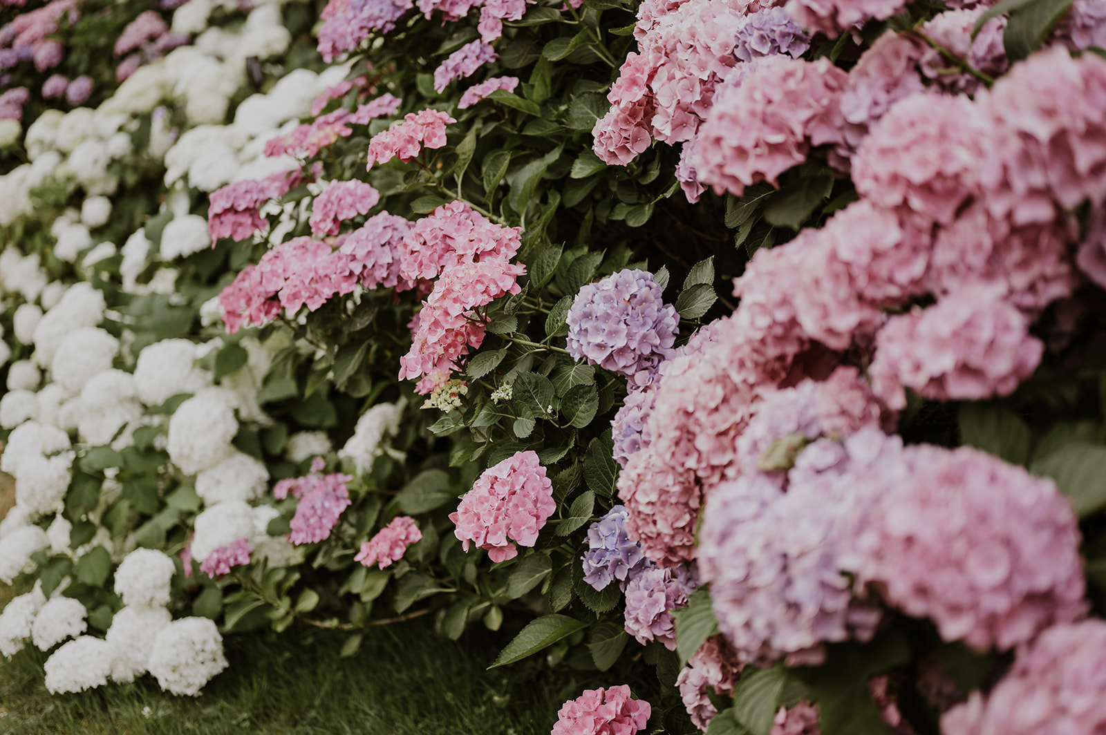 Pink, lilac and white hydrangeas in bloom at Château d’Oche